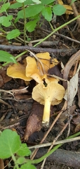 Cantharellus