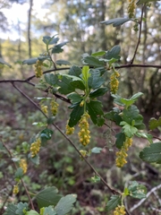 Ribes punctatum