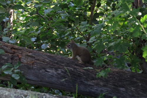 Fremont's Squirrel, Rocky Mountain National Park, CO, photo 10 of 10
