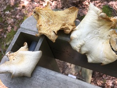 Pleurotus levis