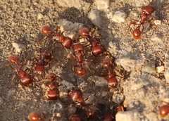 Pogonomyrmex barbatus