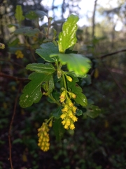 Ribes punctatum