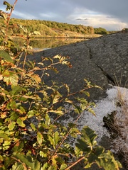 Scandosorbus intermedia