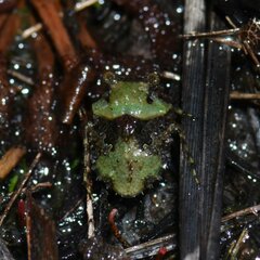 Gelastocoris oculatus