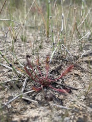 Drosera linearis