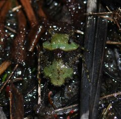 Gelastocoris oculatus