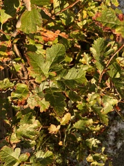 Scandosorbus intermedia