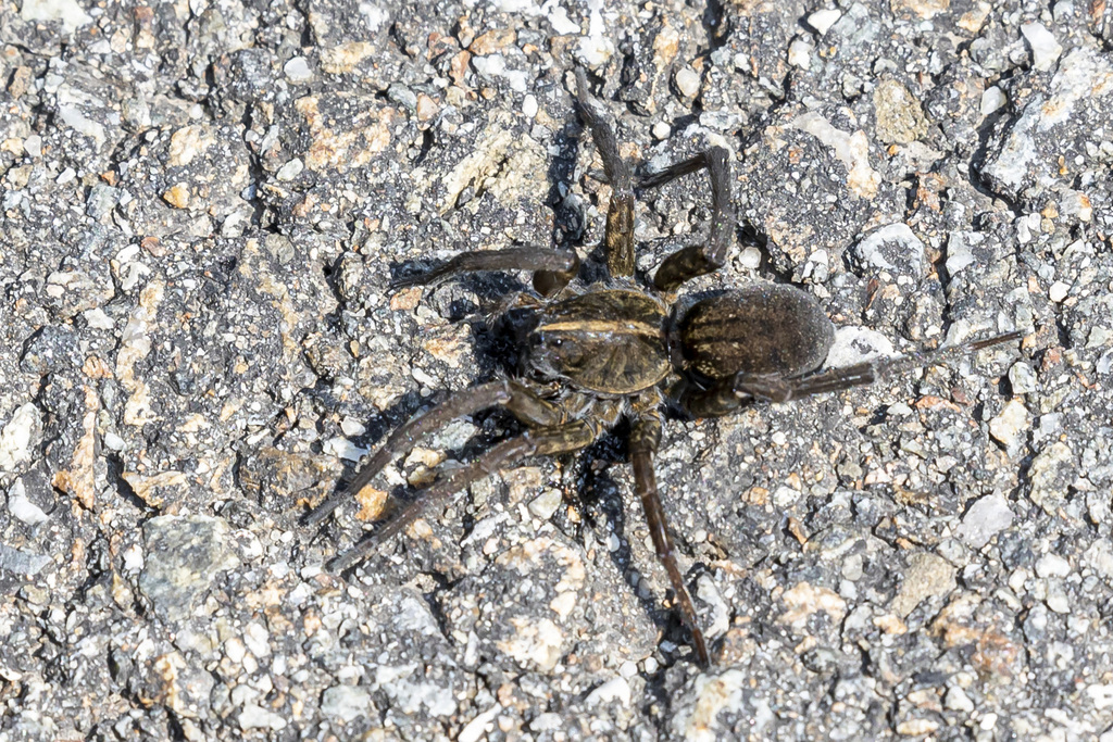 Wetland Giant Wolf Spider from Rockland County, NY, USA on September 16