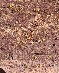 Ophiotheca chrysosperma