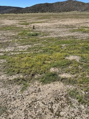 Pectis papposa papposa