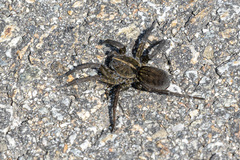 Tigrosa helluo