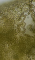 Ophiotheca chrysosperma