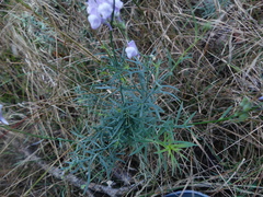Linaria repens