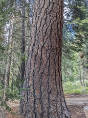 Pinus