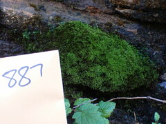 Eucladium verticillatum