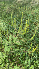 Ambrosia artemisiifolia