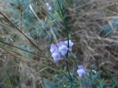 Linaria repens