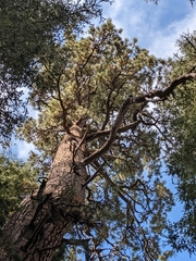 Pinus
