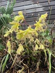 Anigozanthos flavidus