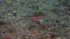 Canthigaster capistrata