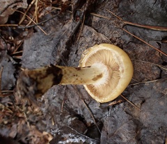 Cortinarius trivialis