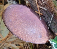 Boletellus chrysenteroides