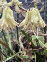 Anigozanthos flavidus