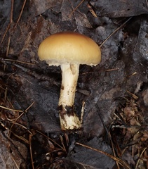 Cortinarius trivialis