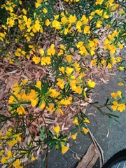 Pultenaea