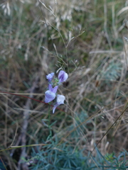 Linaria repens
