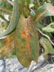 Coleosporium