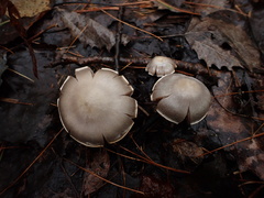 Cortinarius paralbocyaneus