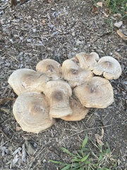 Chlorophyllum brunneum