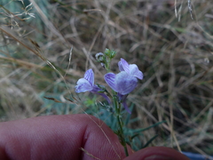 Linaria repens