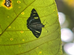Jemadia pseudognetus