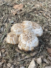 Chlorophyllum brunneum