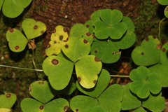 Mycosphaerella depazeiformis