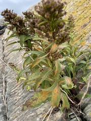 Coleosporium