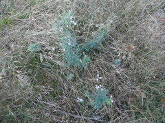 Linaria repens