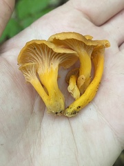 Craterellus ignicolor