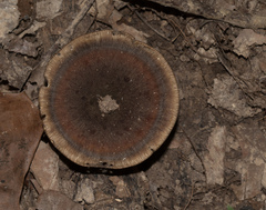 Lactarius quietus