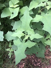 Smallanthus uvedalia