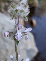 Stachys albens