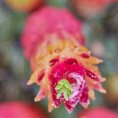 Cleistocactus candelilla