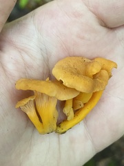 Craterellus ignicolor