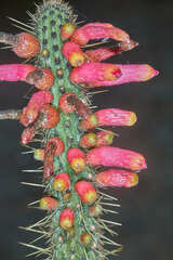 Cleistocactus candelilla