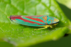 Graphocephala coccinea