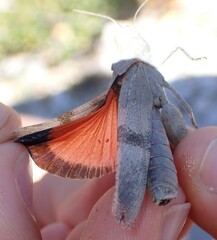 Oedipoda germanica