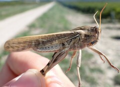 Locusta migratoria