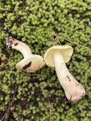 Tricholoma equestre